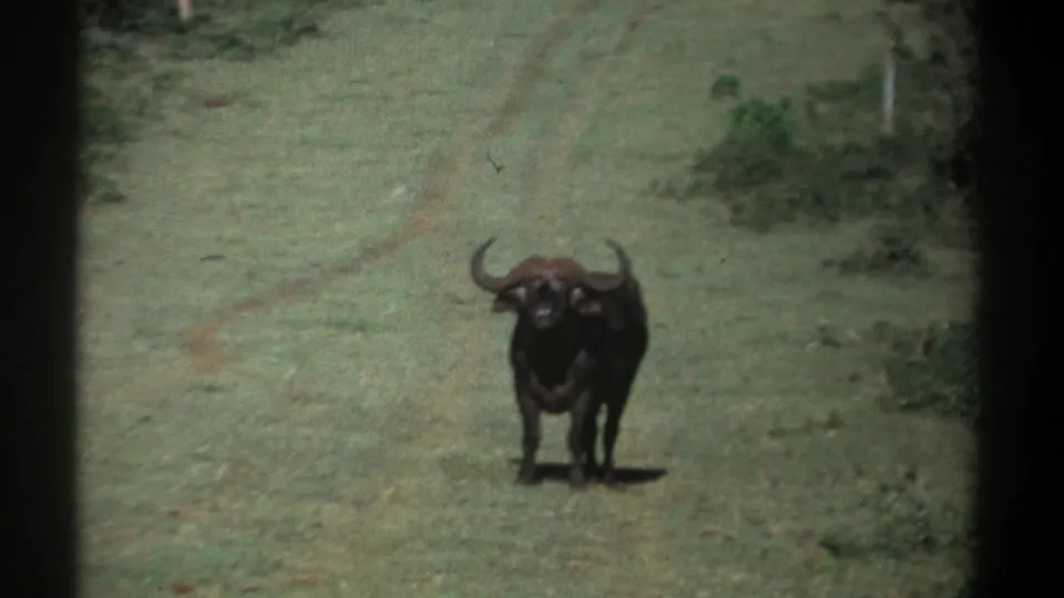 1969 Kenya 8mm frame with a buffalo centered on a pale grassy track, filmed from a distance through dark borders.