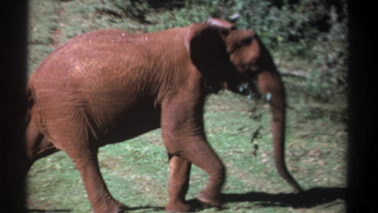 1969 Kenya 8mm frame showing a young elephant walking in profile across sunlit grass with trees behind it.