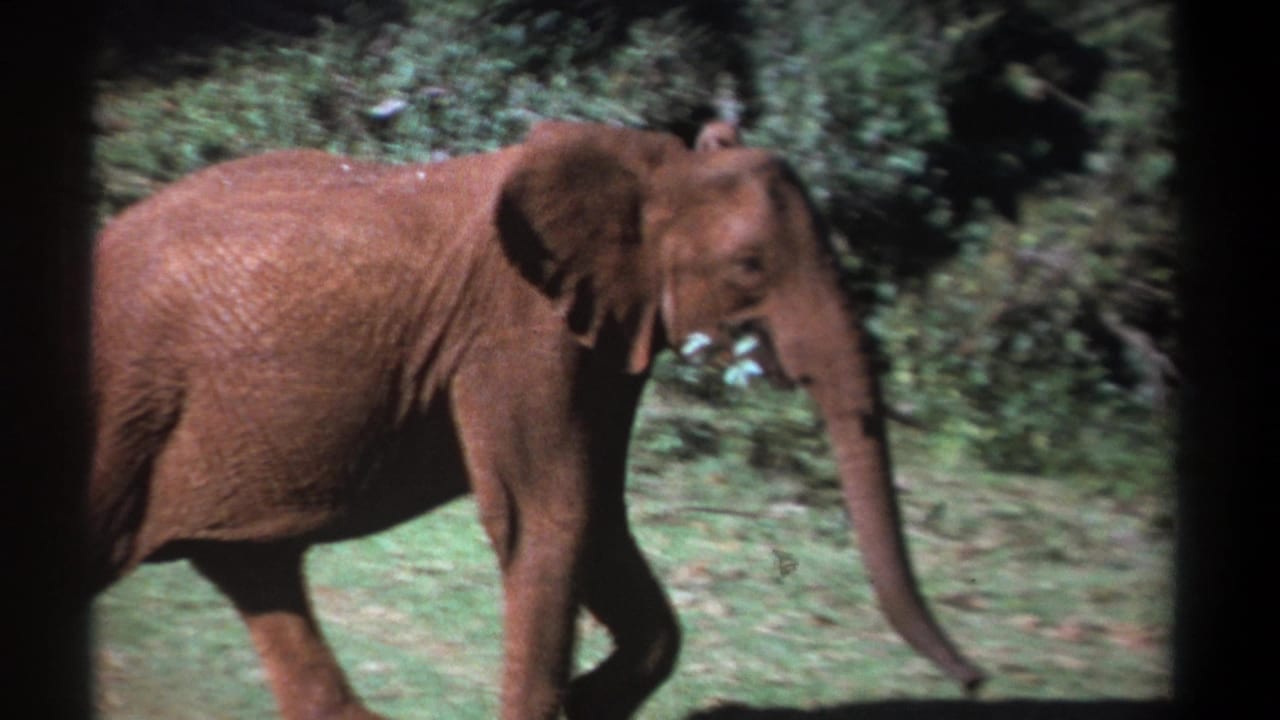1969 Kenya 8mm frame showing a young dusty elephant walking across grass near dense green foliage.