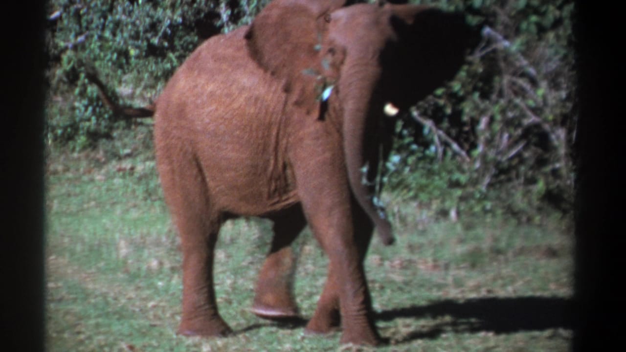 Young elephant walking with leaves near its mouth in a grassy clearing.