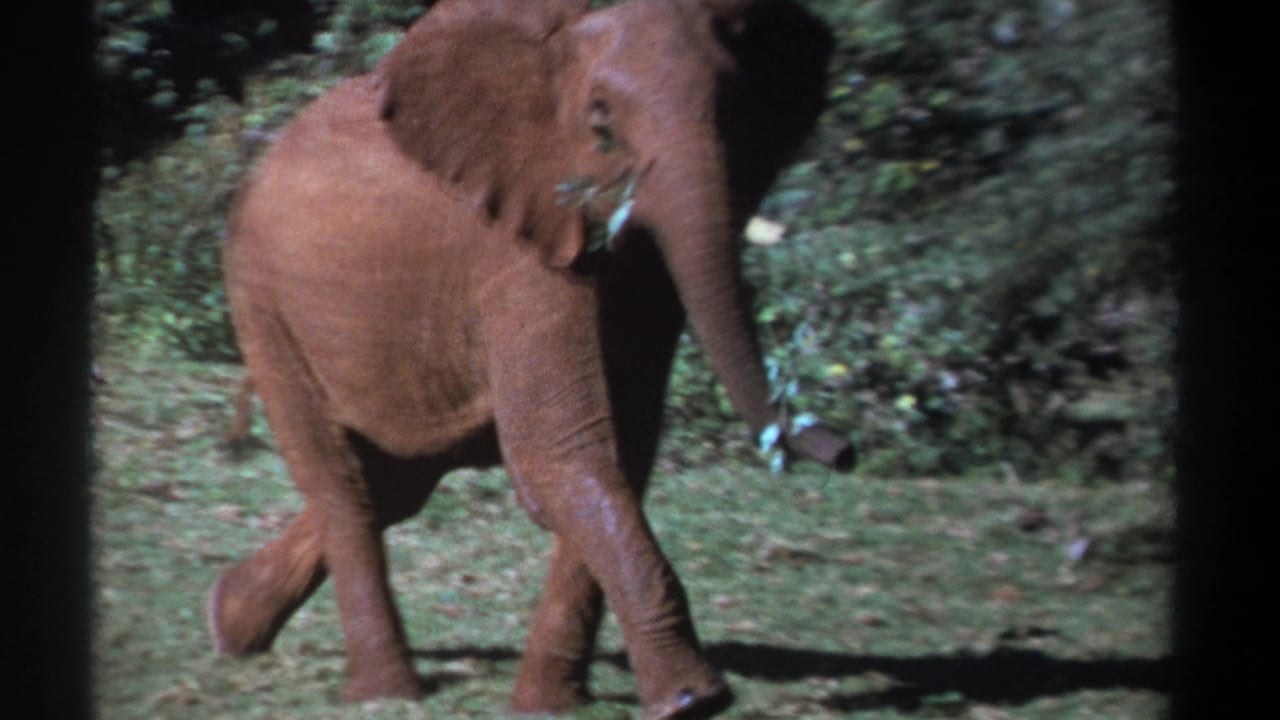 1969 Kenya 8mm frame showing the young elephant turning slightly toward the camera, trunk lowered, with brush in the background.