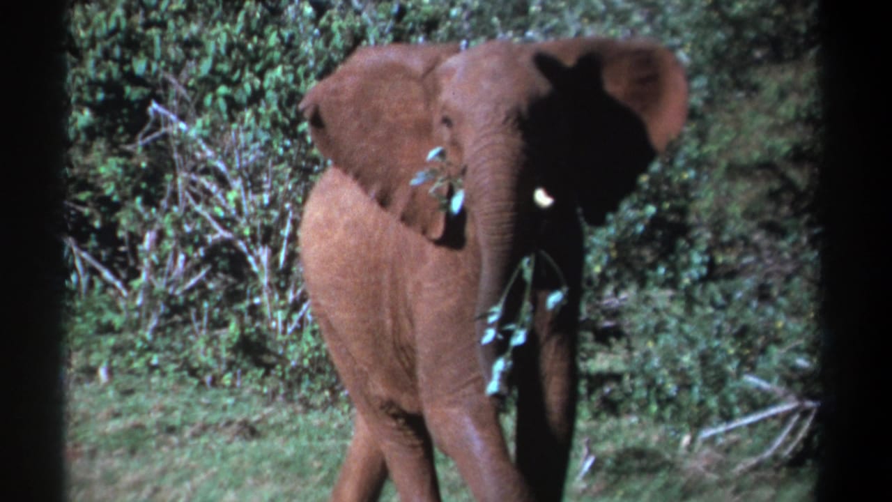 1969 Kenya 8mm frame of a young elephant facing near camera, holding leafy branches against dense green vegetation.