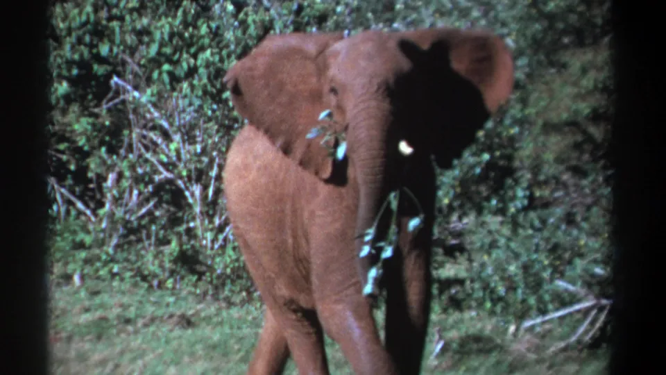 1969 Kenya 8mm frame of a young elephant facing near camera, holding leafy branches against dense green vegetation.