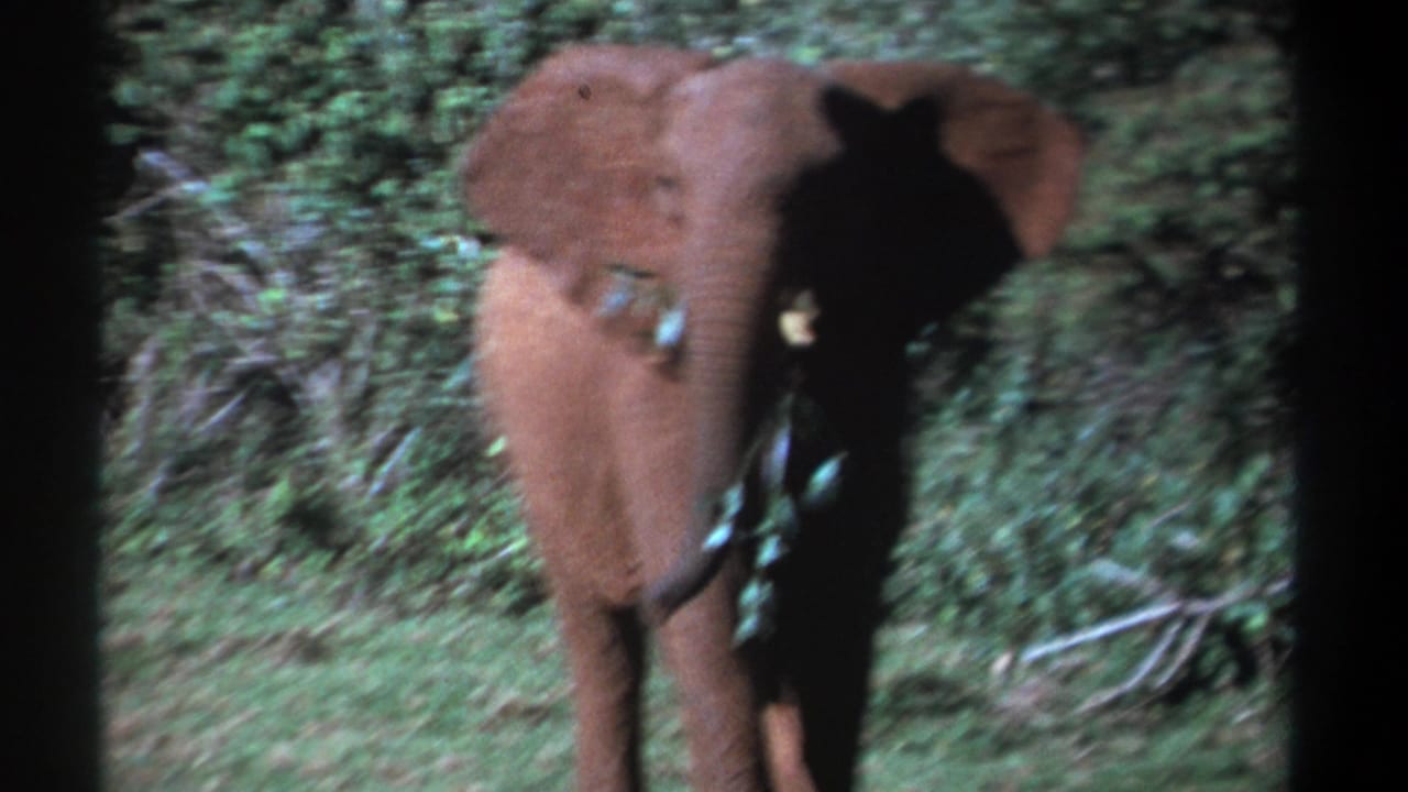 1969 Kenya 8mm frame showing a young elephant facing the camera in green undergrowth with leaves in its trunk.