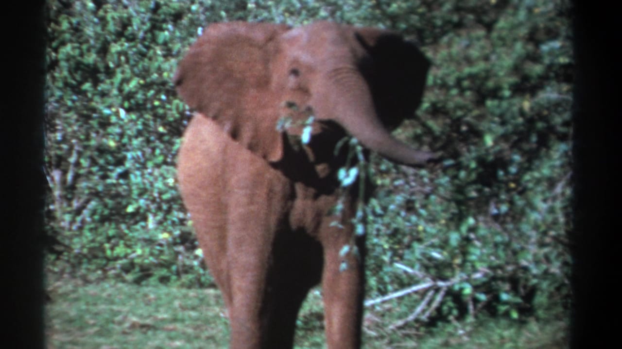 Young elephant turning slightly with its trunk extended in a forest clearing.