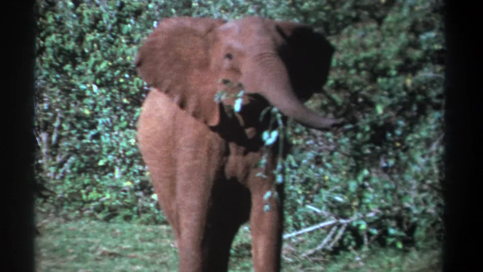 1969 Kenya 8mm frame of a young elephant in a green forest setting, its trunk angled outward while carrying foliage.
