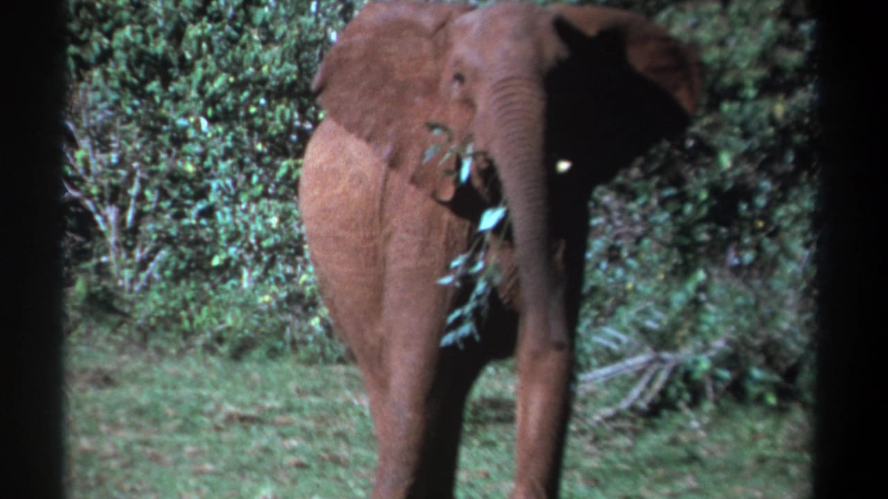 1969 Kenya home-movie frame showing a young elephant approaching through green brush with leaves gathered at its trunk.