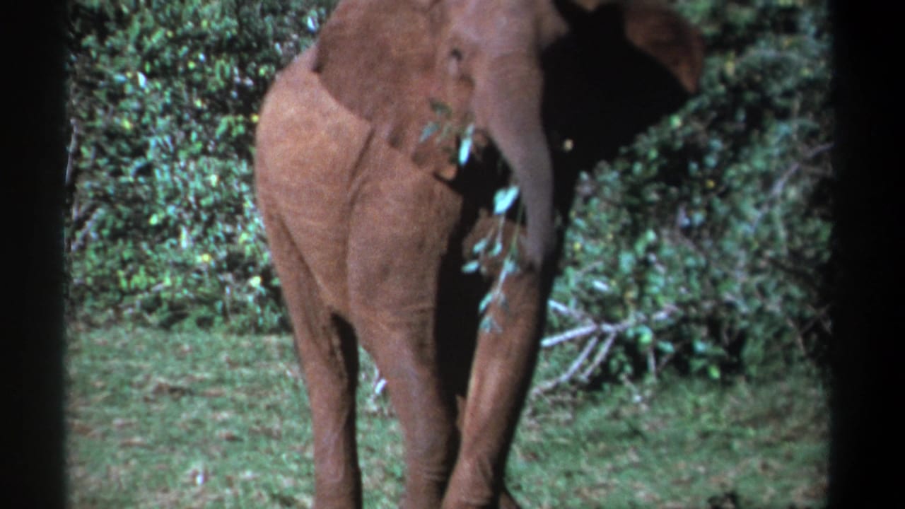 1969 Kenya 8mm frame of a young elephant walking toward the camera through green forest with leaves in its trunk.
