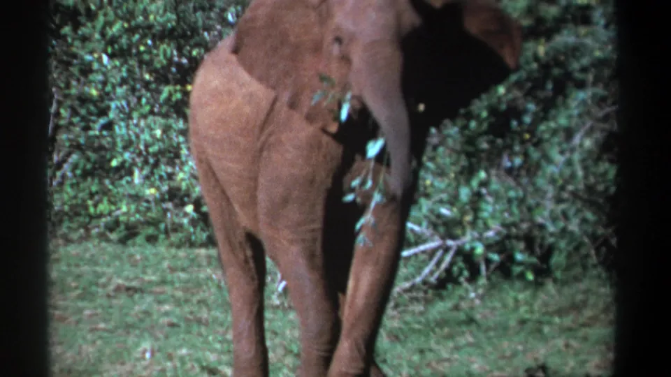 1969 Kenya 8mm frame of a young elephant walking toward the camera through green forest with leaves in its trunk.