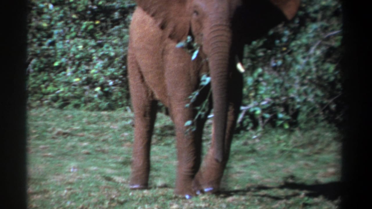 1969 Kenya 8mm frame of a young elephant in a forest clearing, eating leafy branches near dense shrubs.