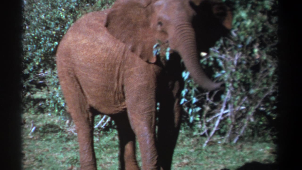 Young elephant facing right in grass, reaching its trunk toward leafy brush.