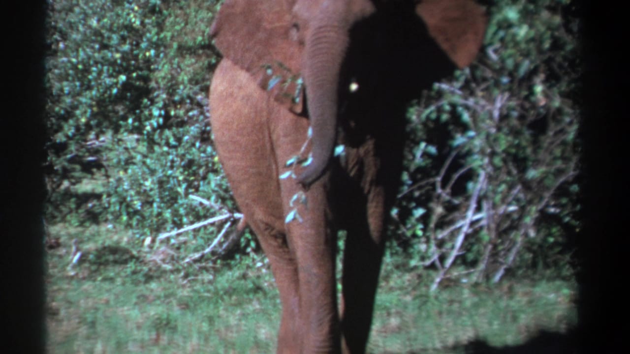 1969 Kenya 8mm frame with a partly cropped young elephant feeding among grass and shrubs.