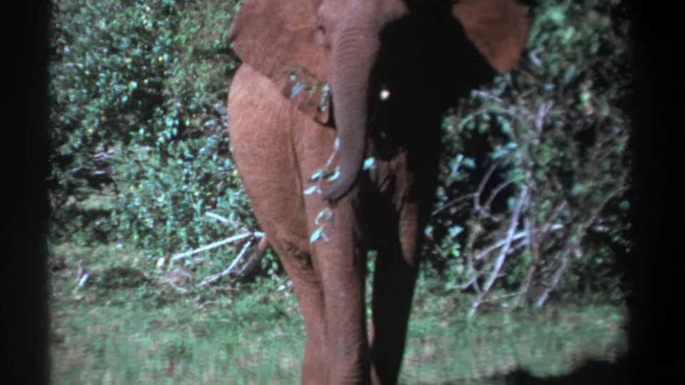1969 Kenya 8mm frame with a partly cropped young elephant feeding among grass and shrubs.