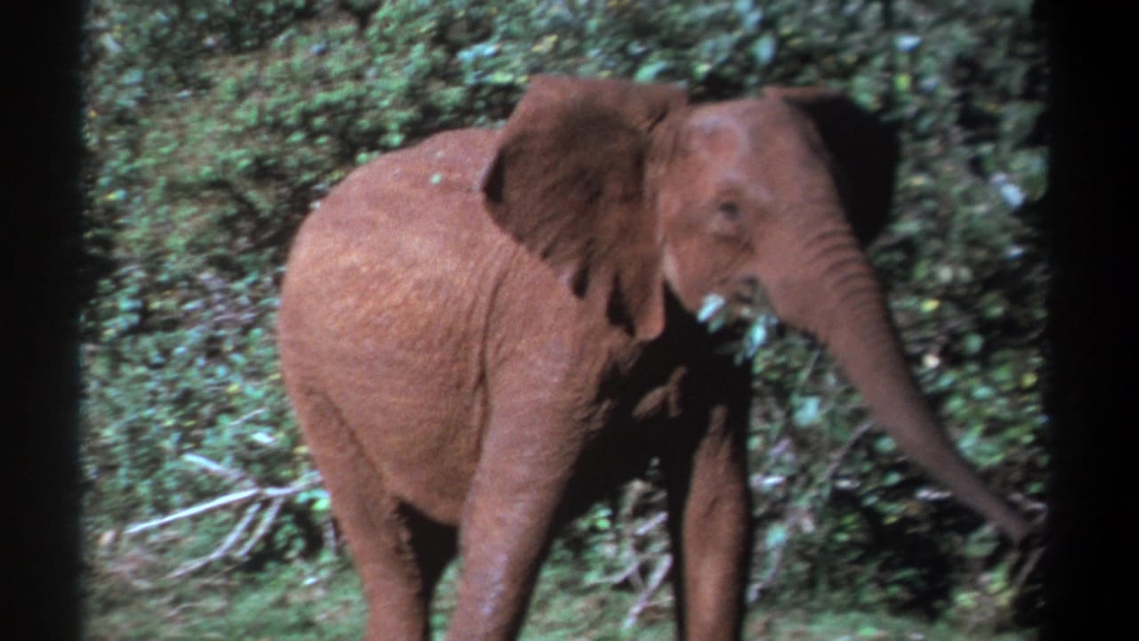 1969 Kenya home-movie frame of a young elephant in profile, foraging beside dense forest foliage.