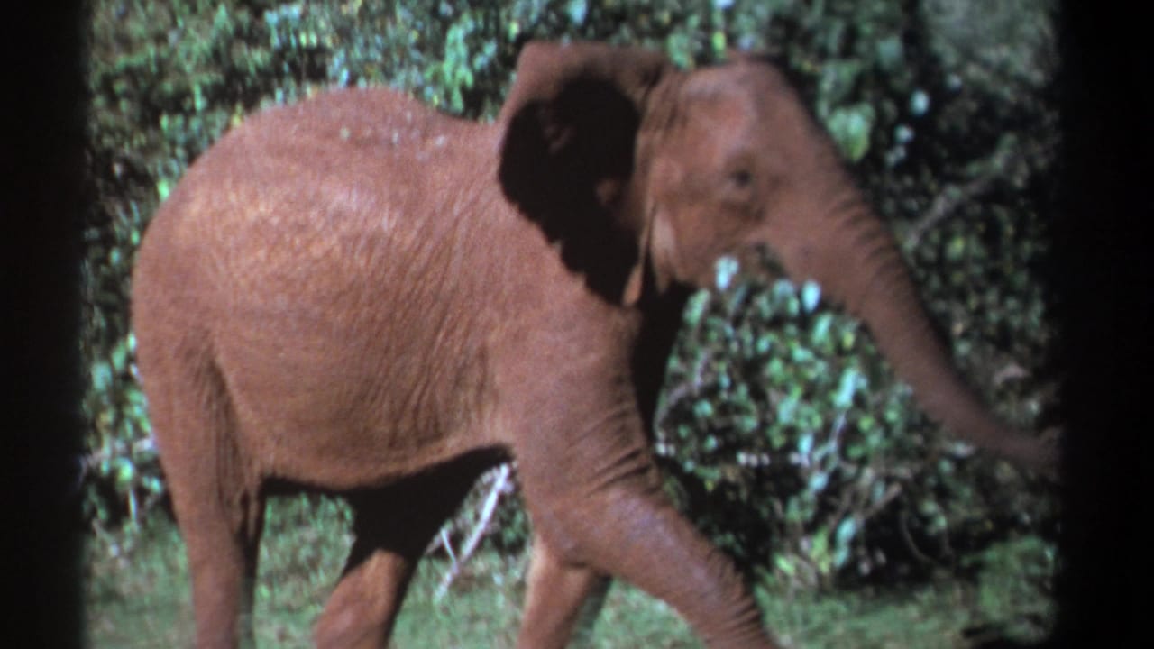Young elephant in Kenya walking through leafy vegetation in 1969 8mm home-movie footage.