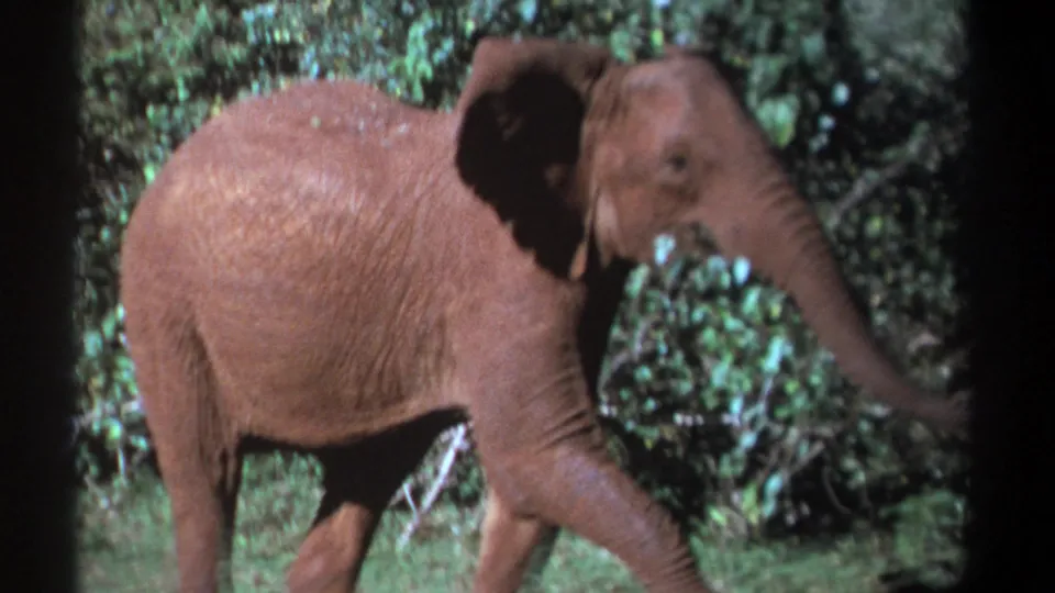 Young elephant in Kenya walking through leafy vegetation in 1969 8mm home-movie footage.