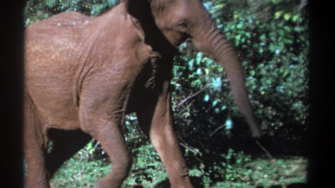 Young elephant moves beside dense Kenyan vegetation with its trunk extended downward in 1969 footage.