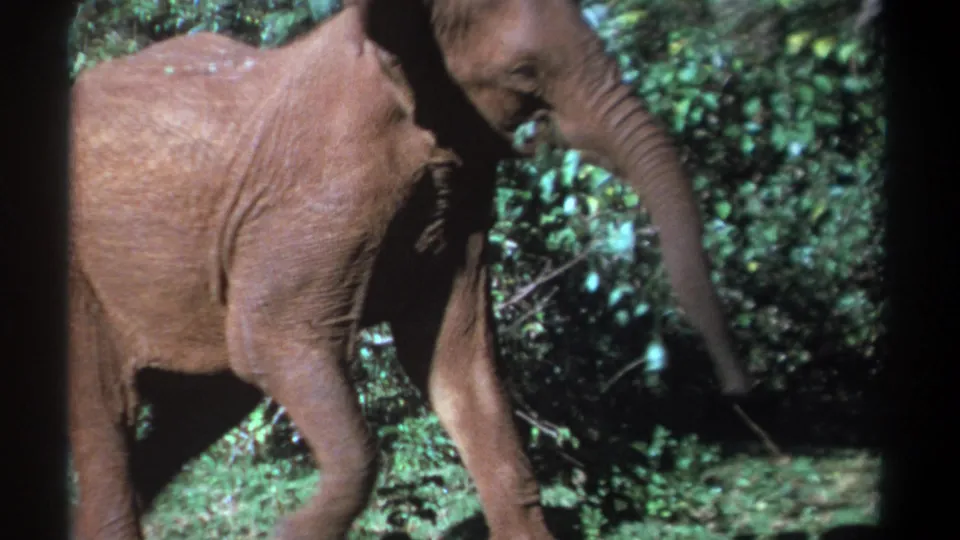 Young elephant moves beside dense Kenyan vegetation with its trunk extended downward in 1969 footage.