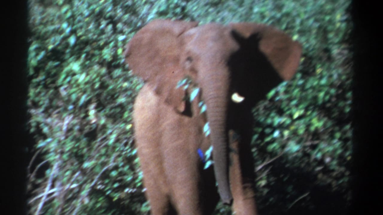 Young elephant faces the camera in Kenyan brush while holding or eating leaves in 1969 8mm footage.