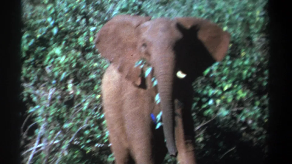 Young elephant faces the camera in Kenyan brush while holding or eating leaves in 1969 8mm footage.