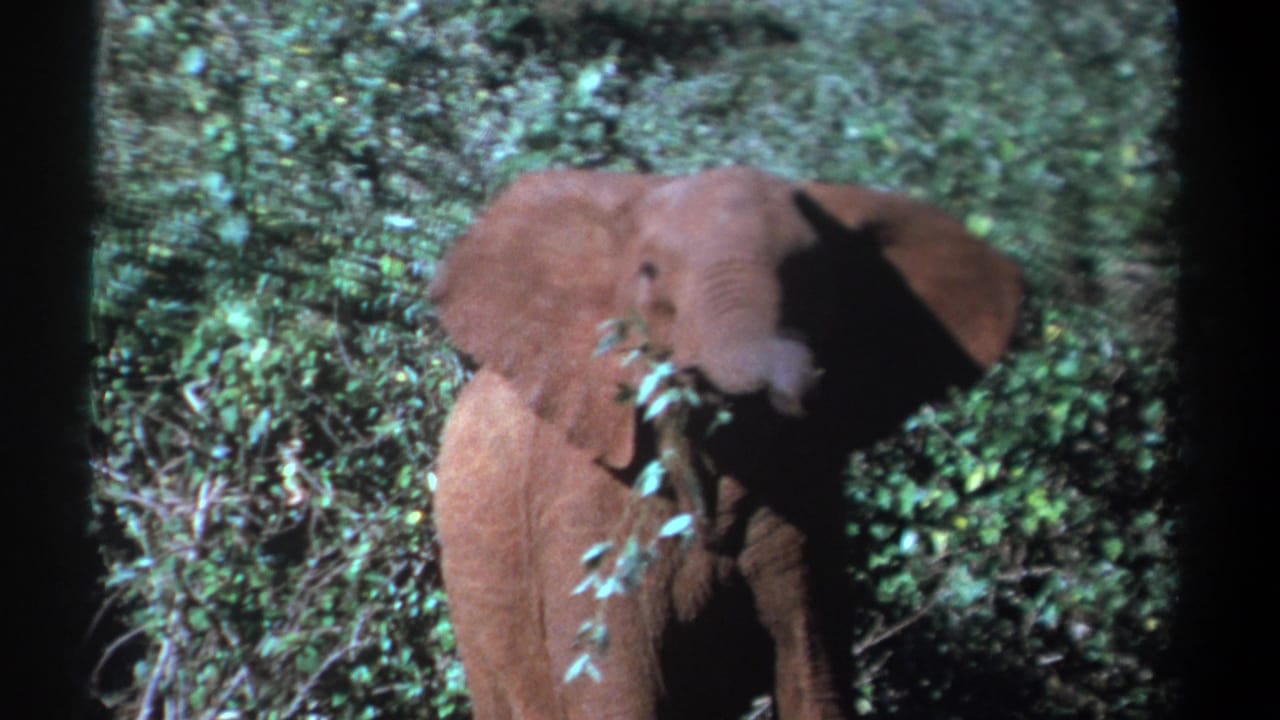Young elephant stands facing forward in dense Kenyan foliage with leaves near its trunk in 1969 footage.