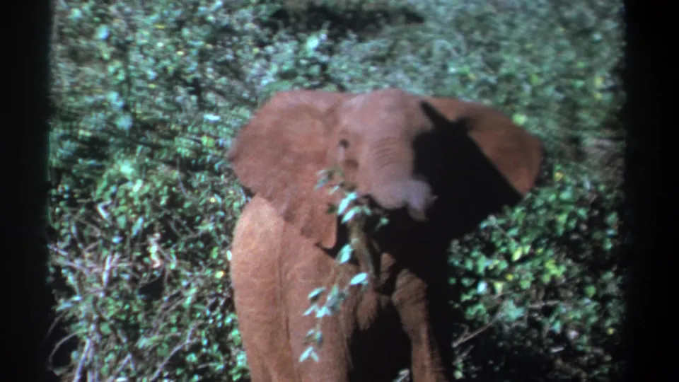 Young elephant stands facing forward in dense Kenyan foliage with leaves near its trunk in 1969 footage.