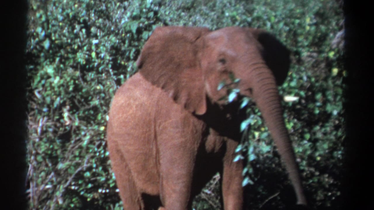 1969 Kenya 8mm frame showing a mature elephant with small tusks feeding among thick green vegetation.
