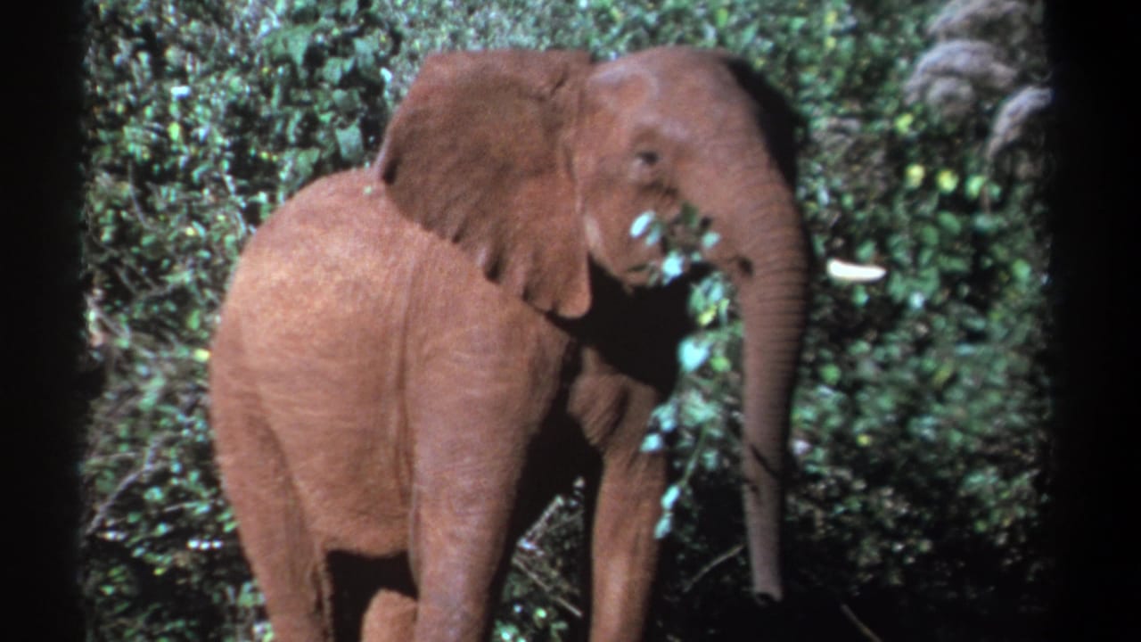 Elephant in profile with trunk lowered beside dense green bushes.