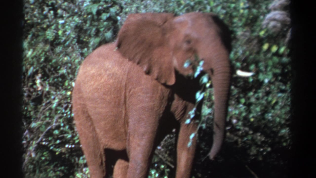 1969 Kenya 8mm frame showing a mature elephant close to dense foliage, its trunk hanging beside leaves.