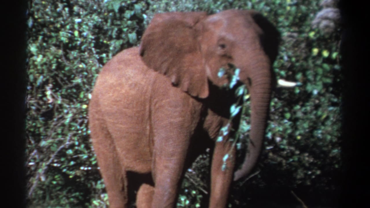 1969 Kenya 8mm frame of a mature elephant using its trunk near leafy branches in dense vegetation.
