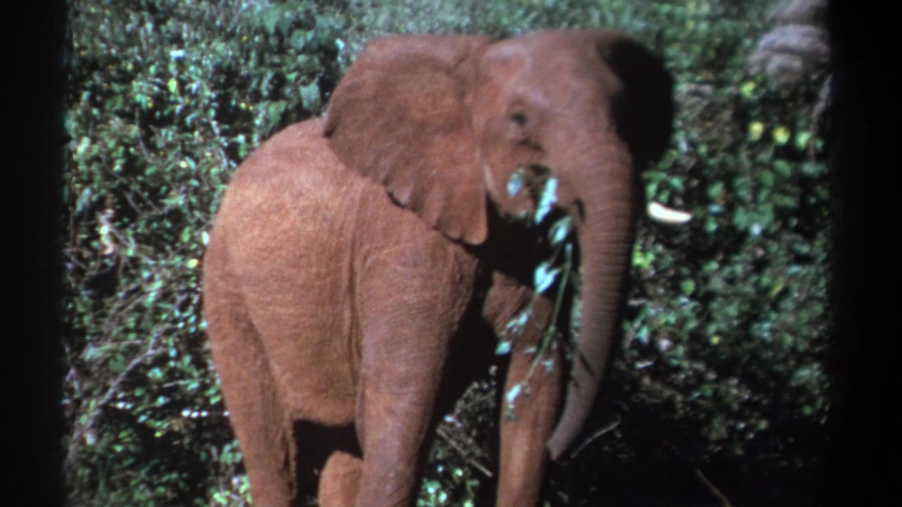 1969 Kenya 8mm frame of a dusty young elephant feeding on leaves in dense green brush.