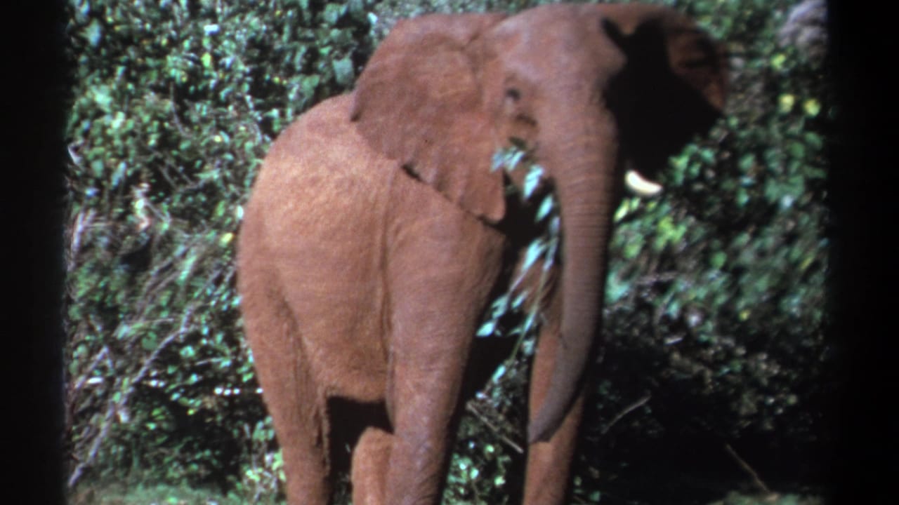 Young elephant partly turned toward the camera while holding leafy branches.