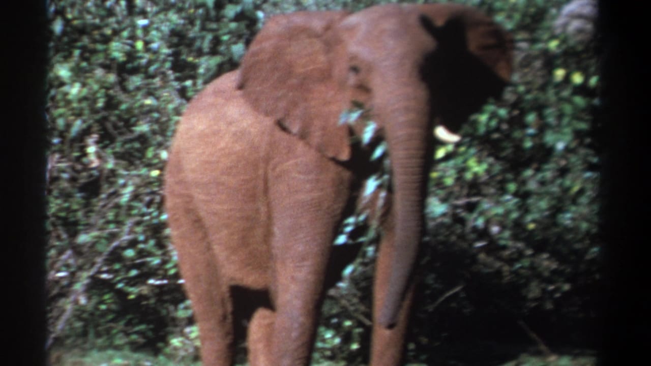 Soft 8mm frame from Kenya in 1969 showing a dust-covered young elephant feeding in brush.
