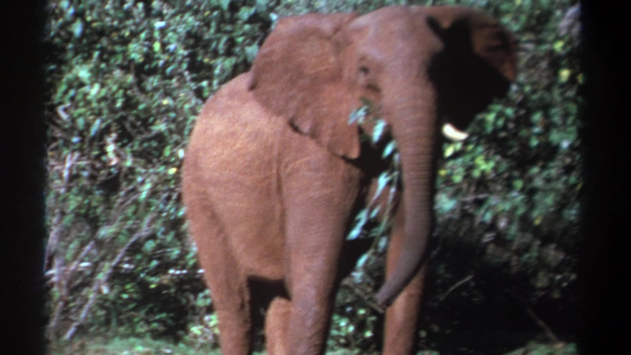 1969 Kenya 8mm frame of a young elephant in reddish dust lowering its trunk beside leafy brush.