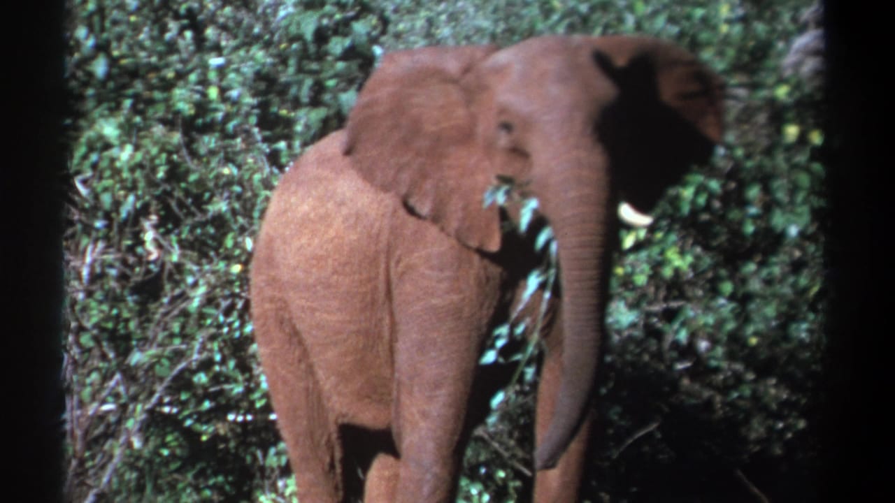 1969 Kenya 8mm frame showing a brown elephant with small tusks standing in bush while feeding on leaves.
