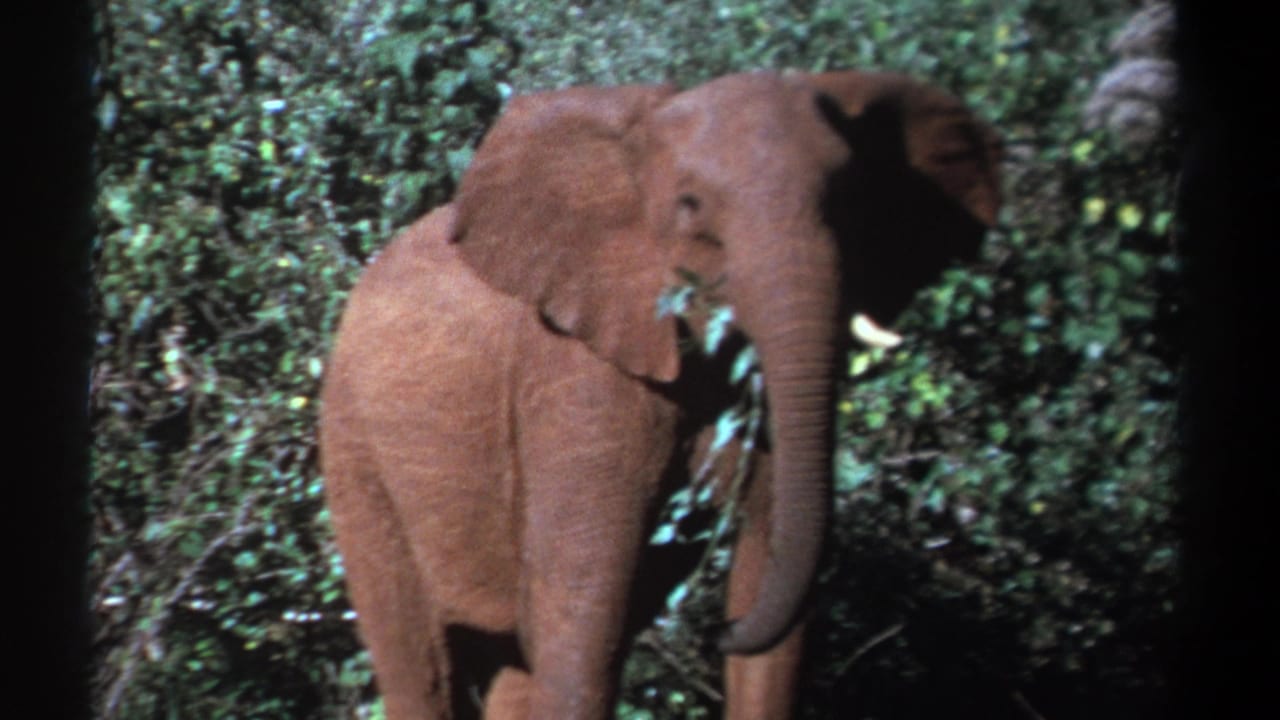 Elephant partly turned beside leafy vegetation, with tusks visible.