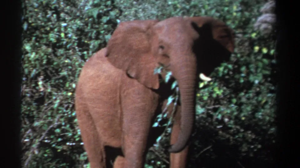 1969 Kenya 8mm frame of an elephant beside dense bush, its tusks and trunk visible as it feeds.