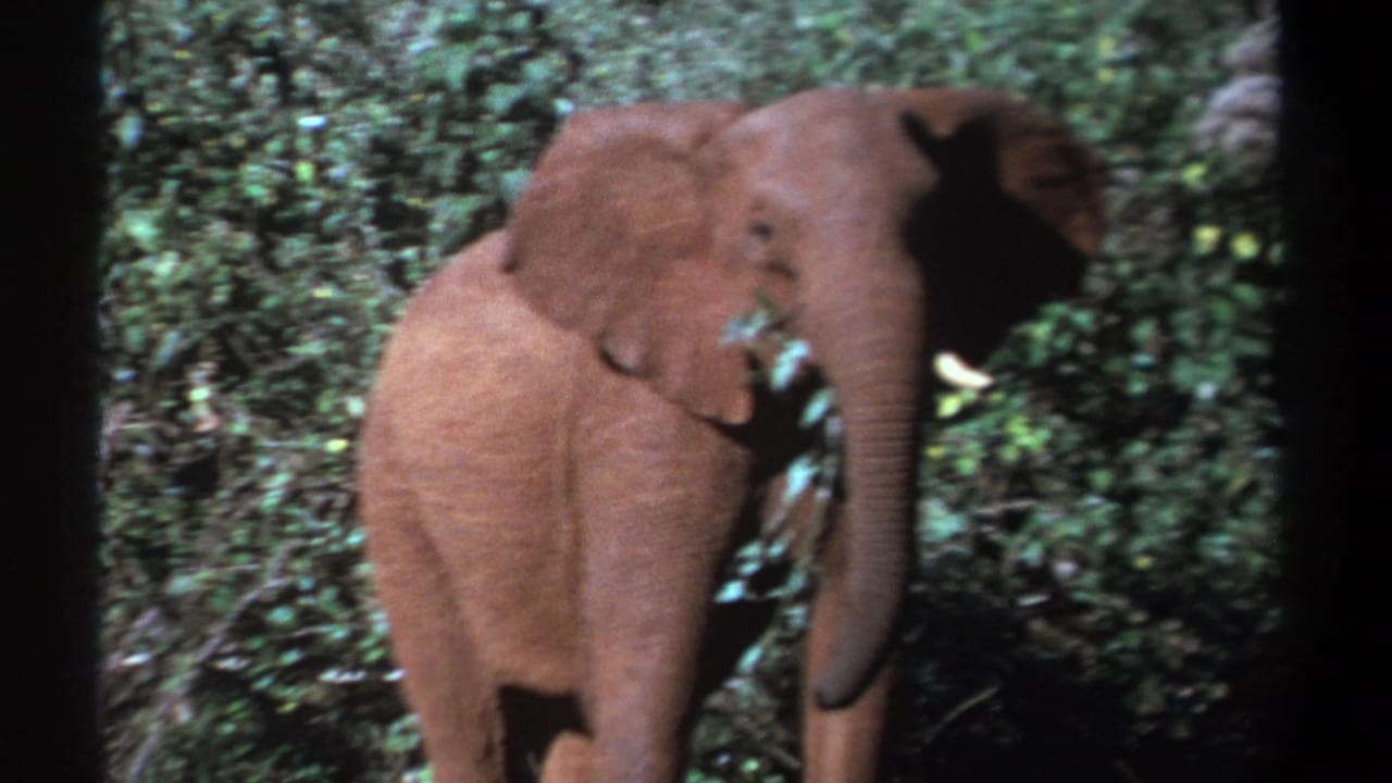 1969 Kenya 8mm frame with a softly focused elephant standing in thick vegetation while chewing leaves.