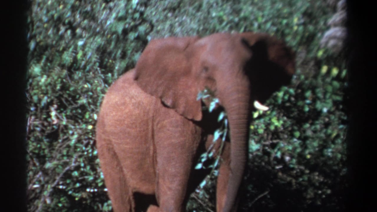1969 Kenya 8mm frame showing the elephant in profile within green bush, with its trunk lowered and tusks visible.