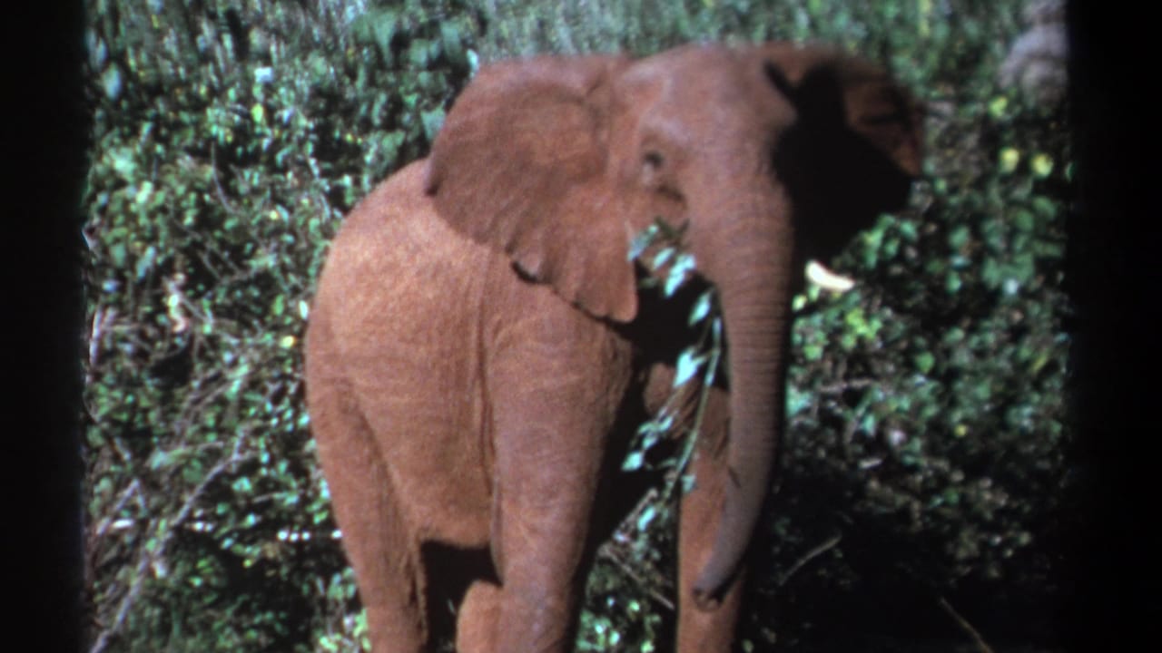 Young elephant in Kenya 1969 home-movie footage pulling leafy branches toward its mouth in dense greenery.