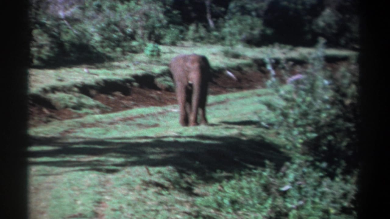 Young elephant appears farther away on a grassy forest path in Kenya 1969 8mm footage.