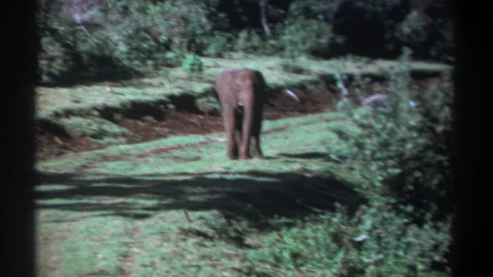 Young elephant appears farther away on a grassy forest path in Kenya 1969 8mm footage.