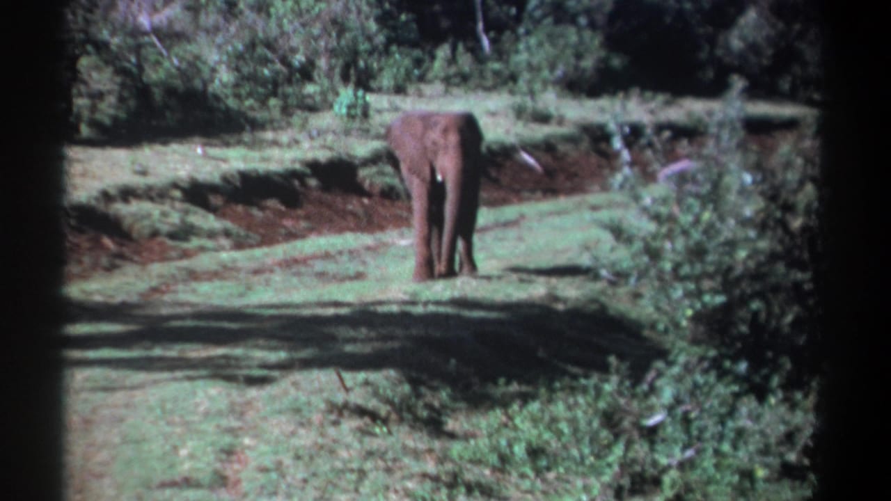 A distant young elephant faces the camera from a grassy track surrounded by bushes in archival Kenya footage.