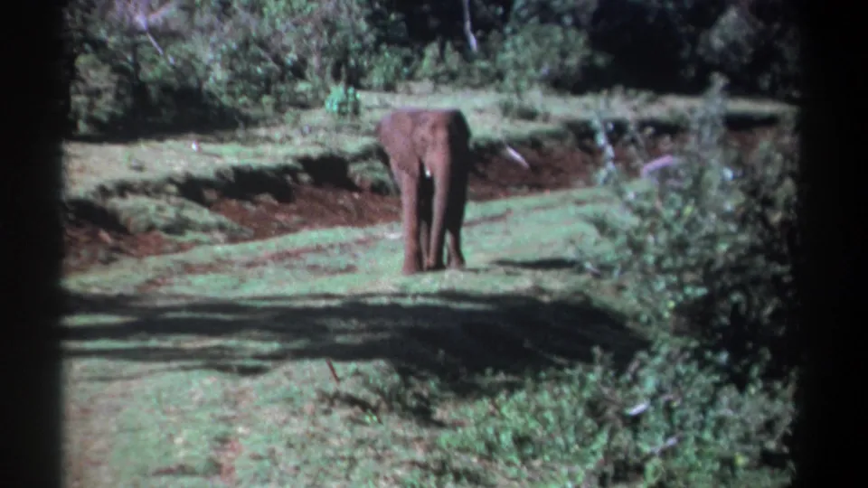 A distant young elephant faces the camera from a grassy track surrounded by bushes in archival Kenya footage.