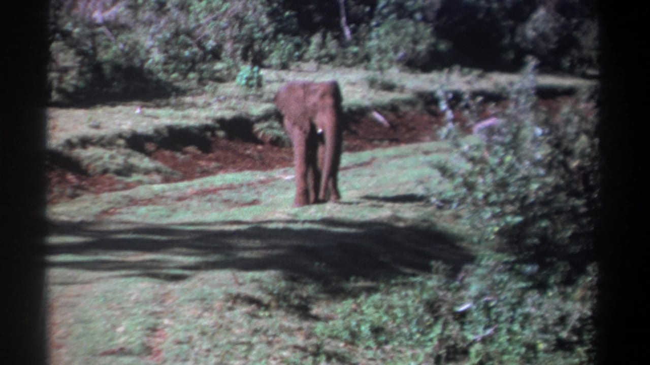 Young elephant remains on the forest track, framed by vegetation and dark 8mm film edges in Kenya 1969 footage.