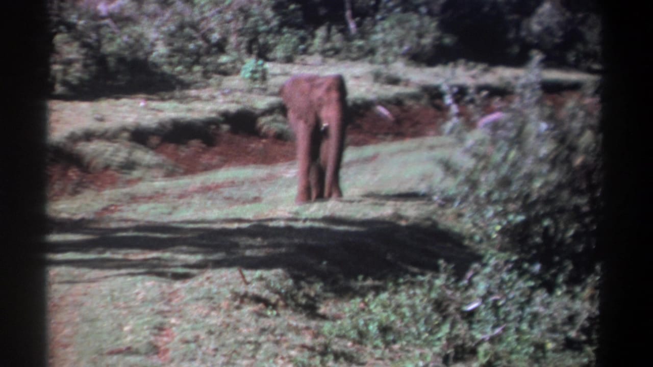1969 Kenya 8mm frame showing a lone elephant in a sunlit clearing bordered by dense green vegetation.