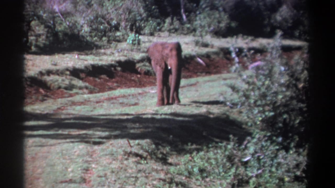 Vintage 8mm Kenya frame with a lone elephant seen from behind in a wooded clearing with patchy sunlight.
