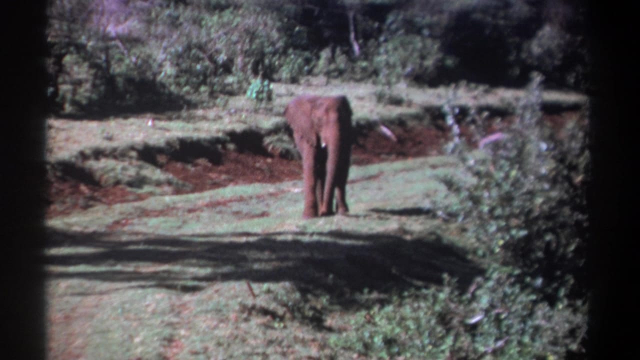 Soft 8mm frame from Kenya showing a solitary elephant centered amid grass, brush, and reddish exposed soil.