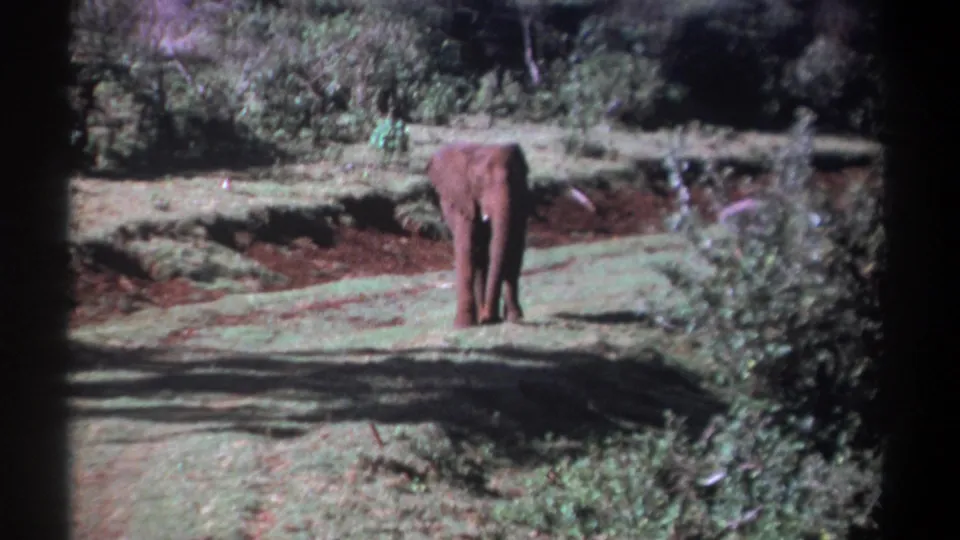 Soft 8mm frame from Kenya showing a solitary elephant centered amid grass, brush, and reddish exposed soil.