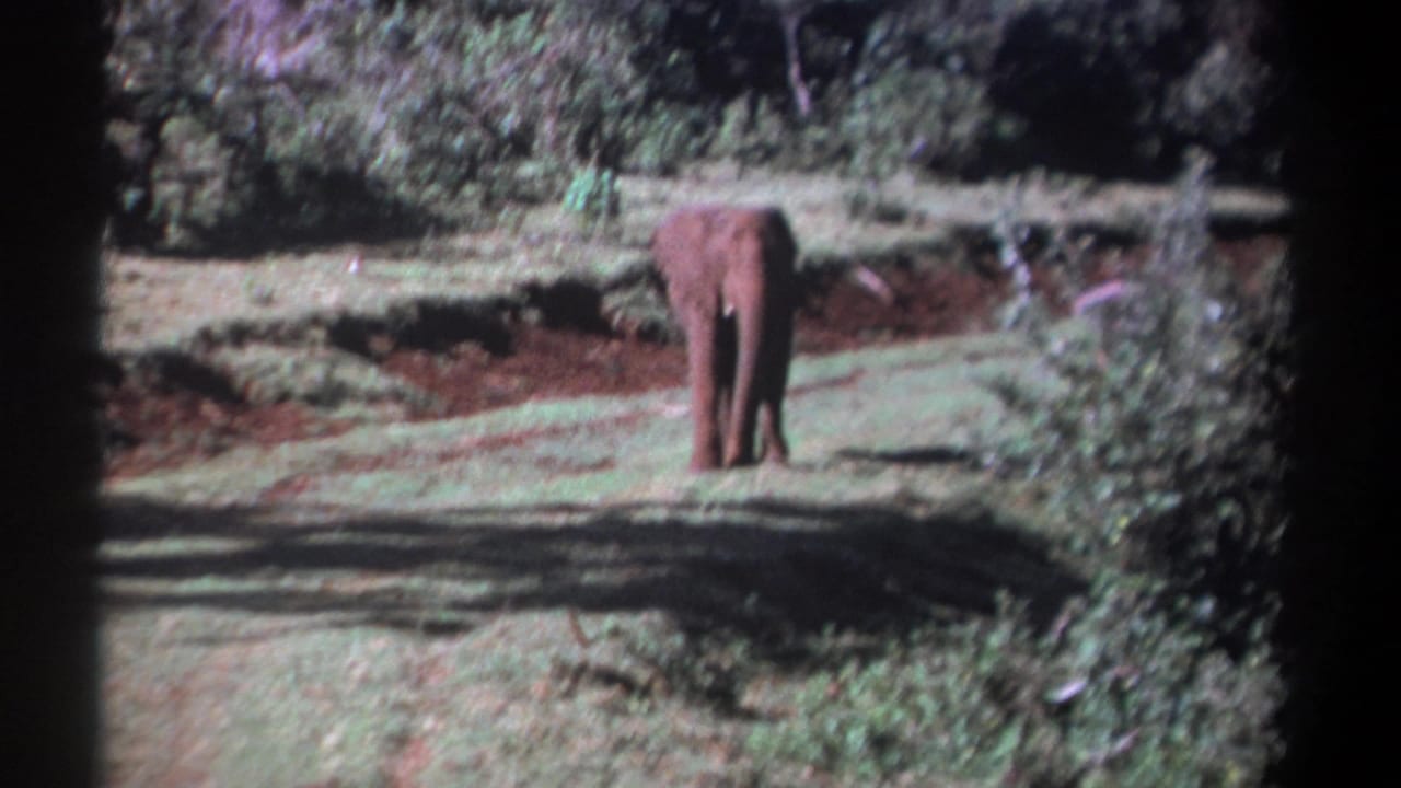 1969 Kenya home-movie frame of a lone elephant in a forest clearing, with grain and dark projector-like borders visible.